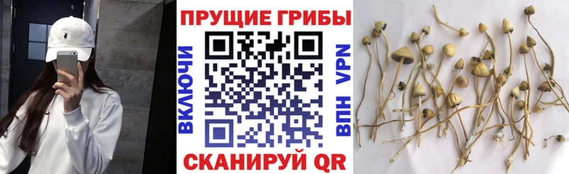 Купить  Тулун  Галлюциногенные грибы MAGIC MUSHROOMS 